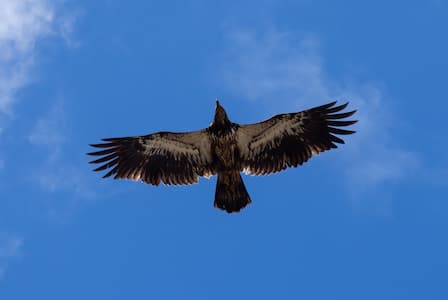 eagle image